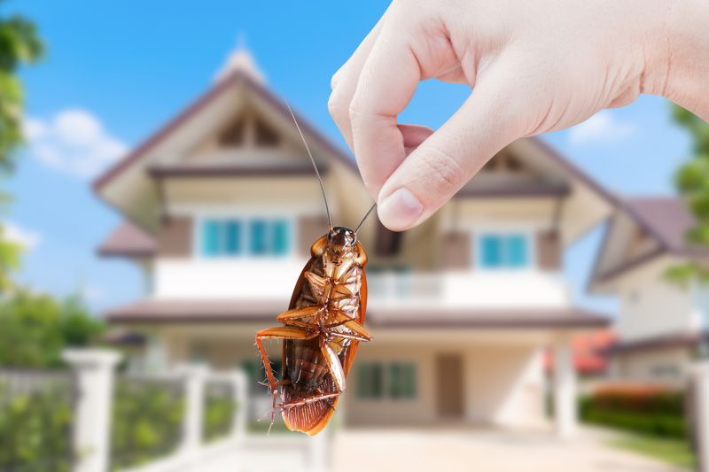 Comprehensive Pest Eradication