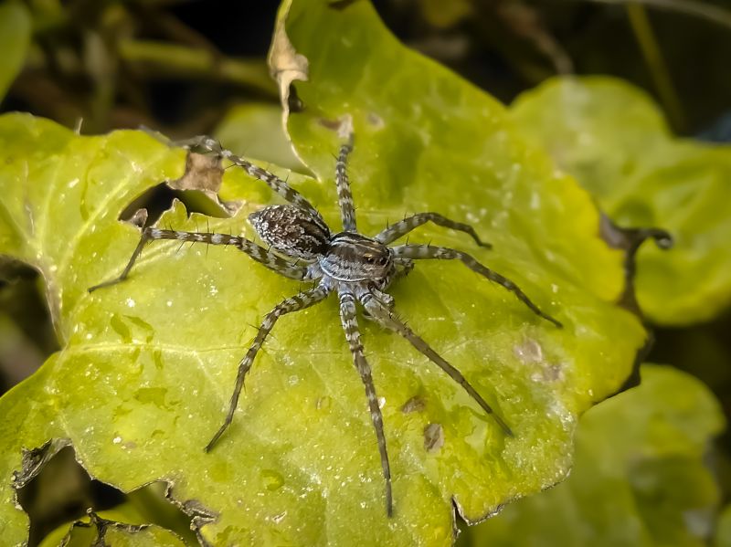 Common Spiders Extermination in Mckinney, TX